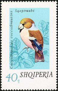 Hawfinch (Coccothraustes coccothraustes)